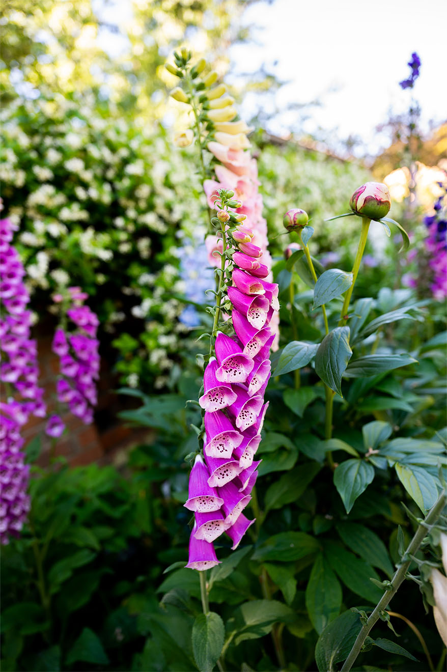 purple foxglove flower