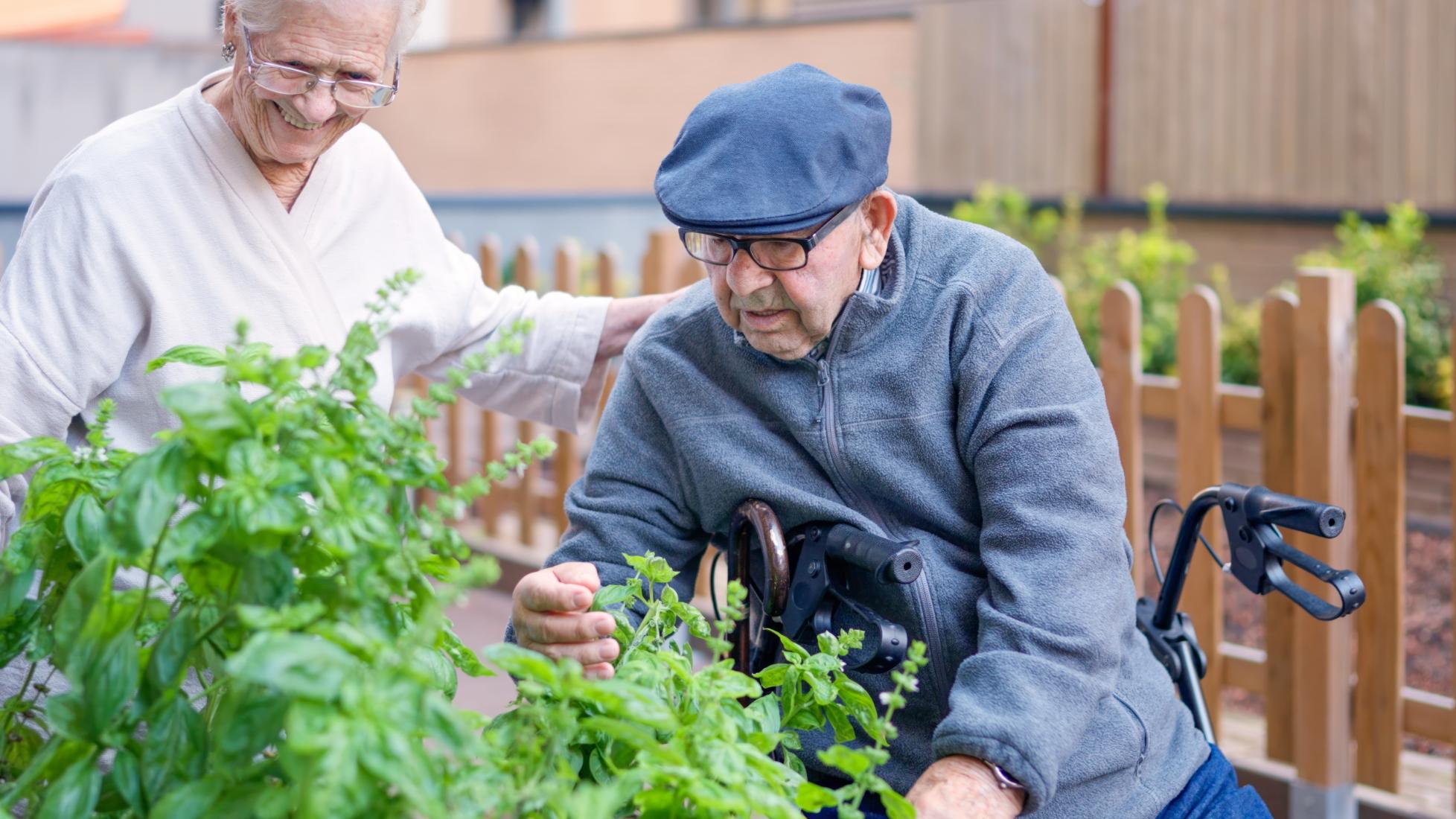 man in wheelchair looking at a raised planter in a garden